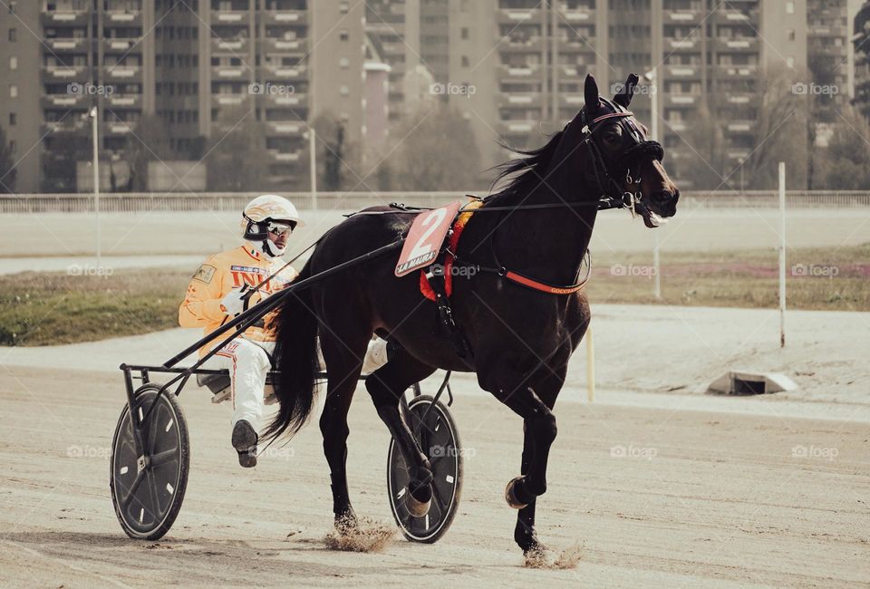 Horse races 