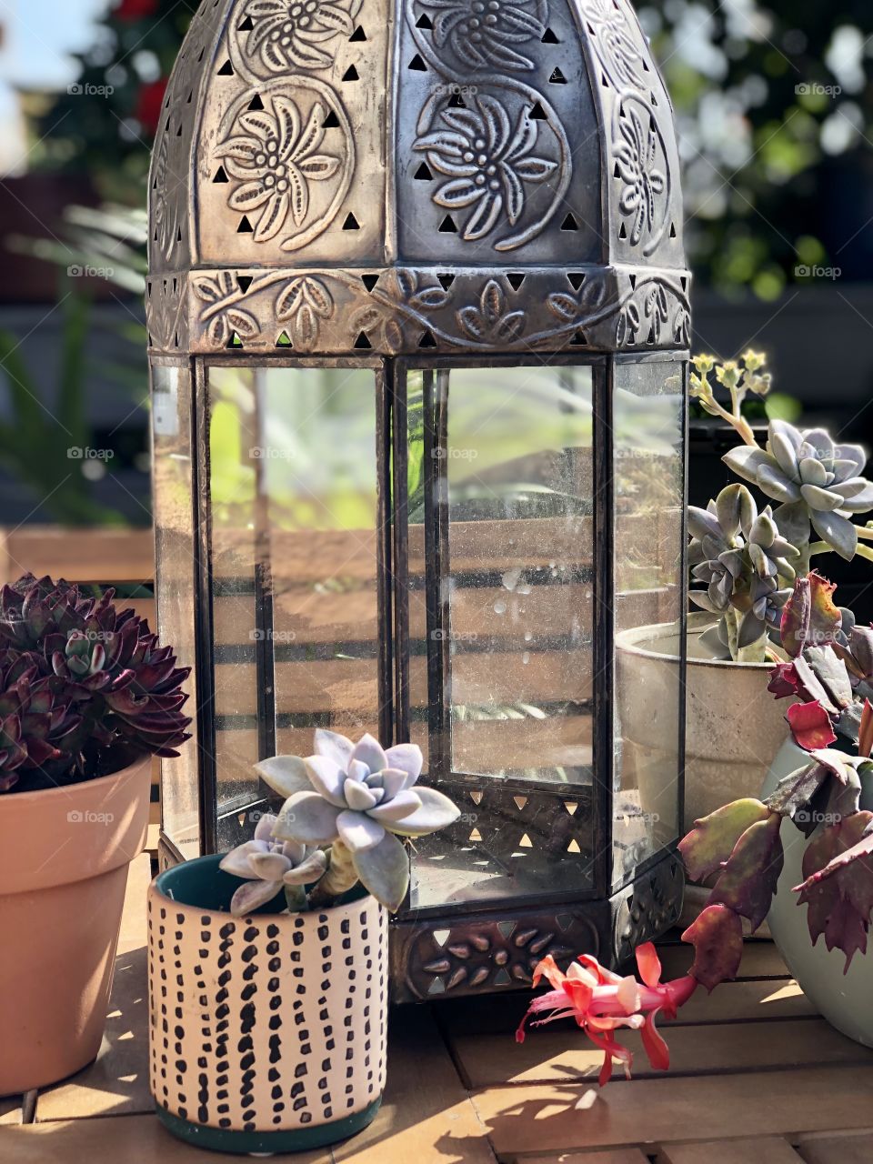 An Indian lantern surrounded by succulents