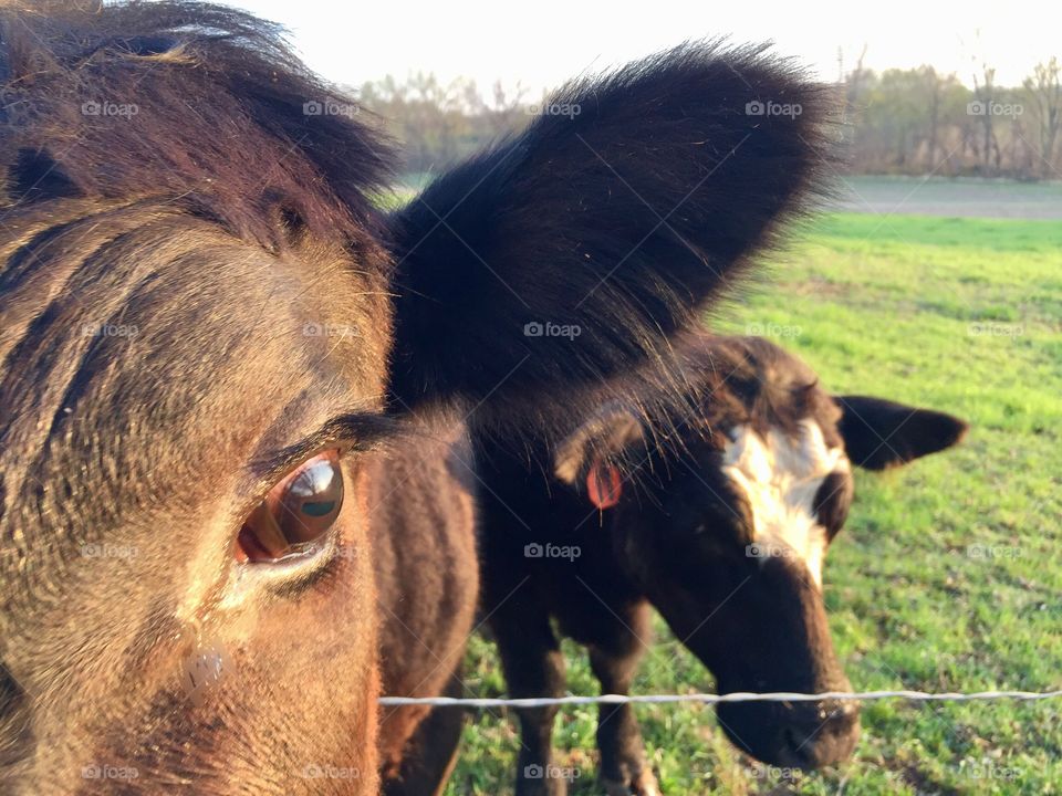 Steer selfie with photo bomber π Two steers standing in a grassy pasture - one extreme, isolated, closeup headshot, the other steer in the background against a blurred rural landscape