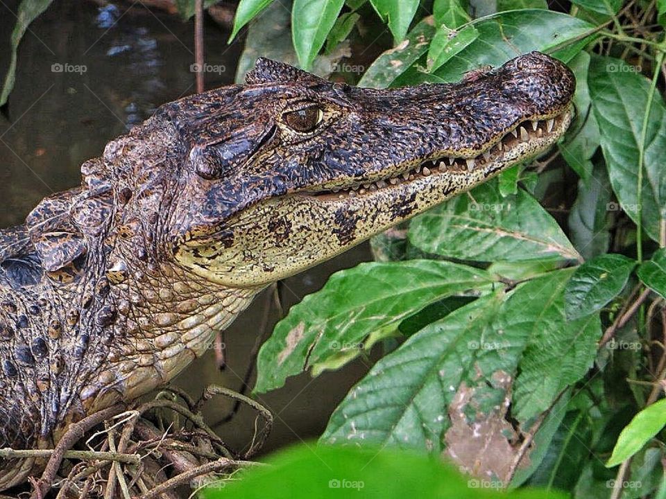 Cayman close up