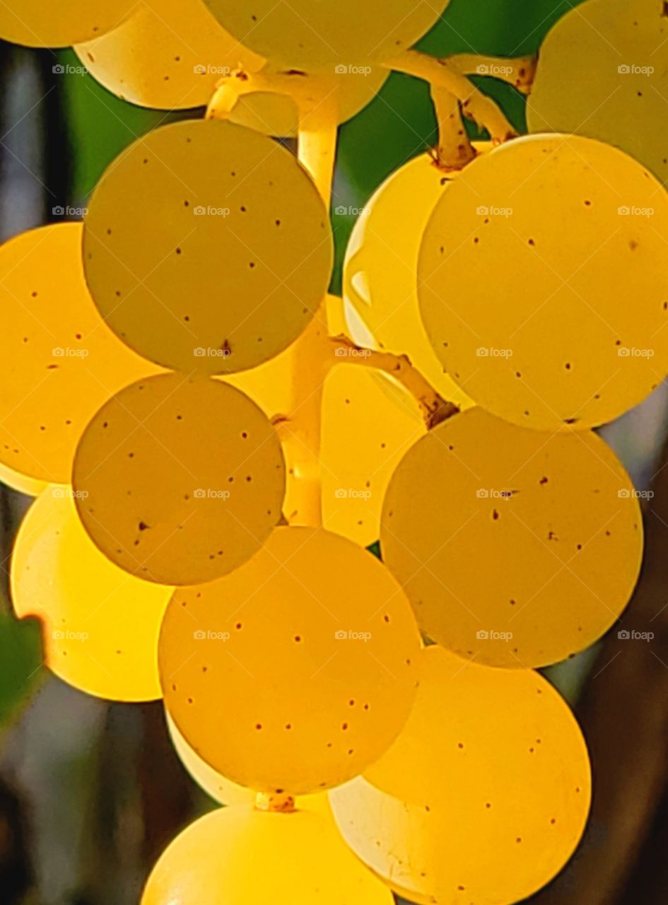 Glowing white wine grapes/plant parts