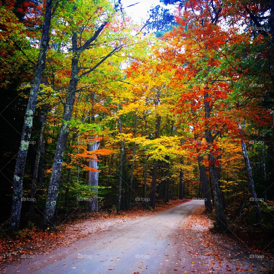 Autumn trees on empty road