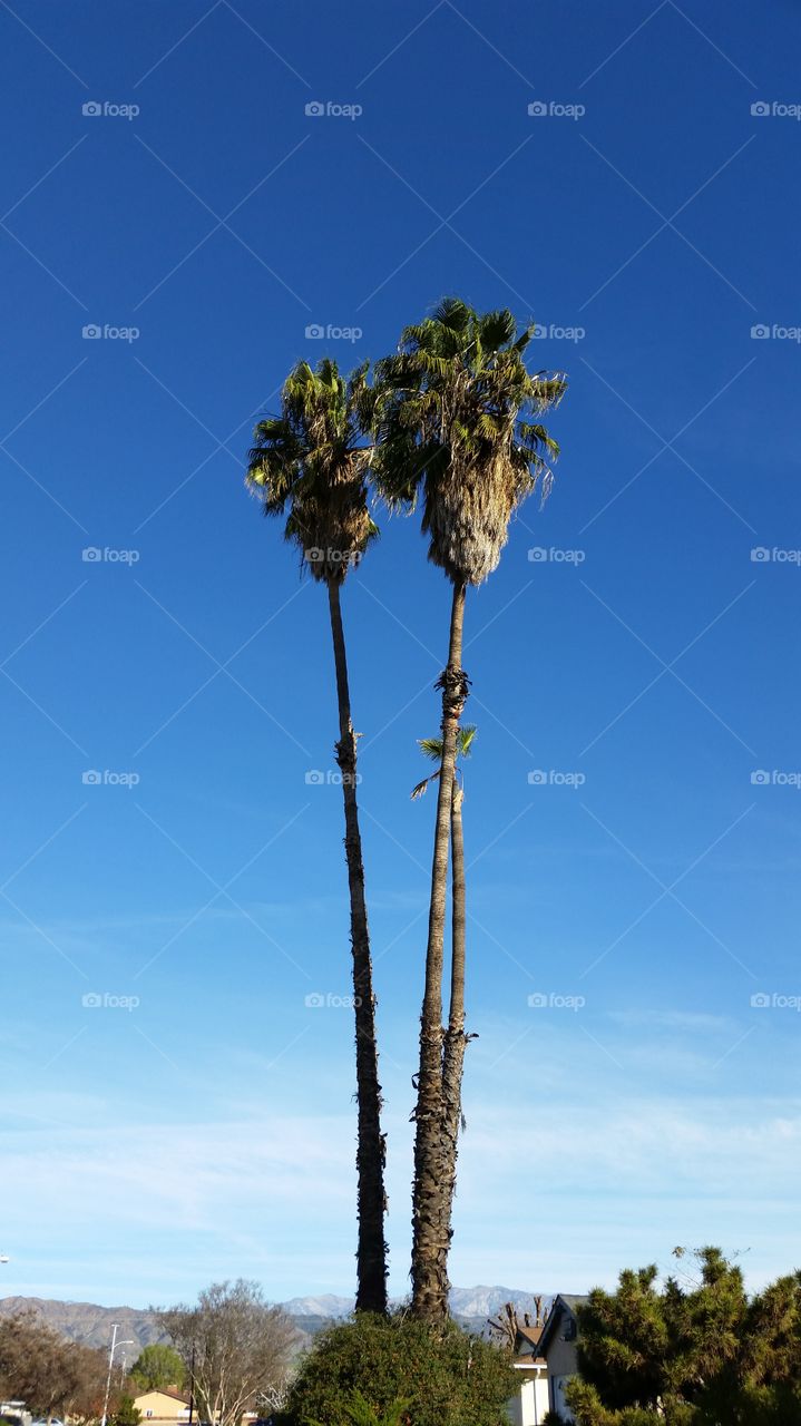 Twin Palms . two towering palms