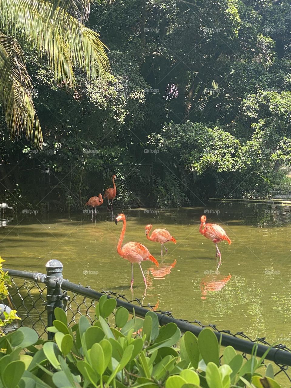 Flamingos