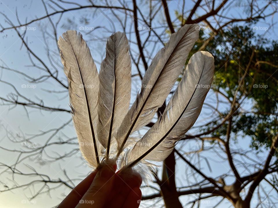 Feathers