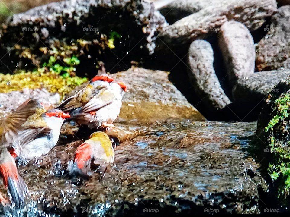 Birds bathing in the valley