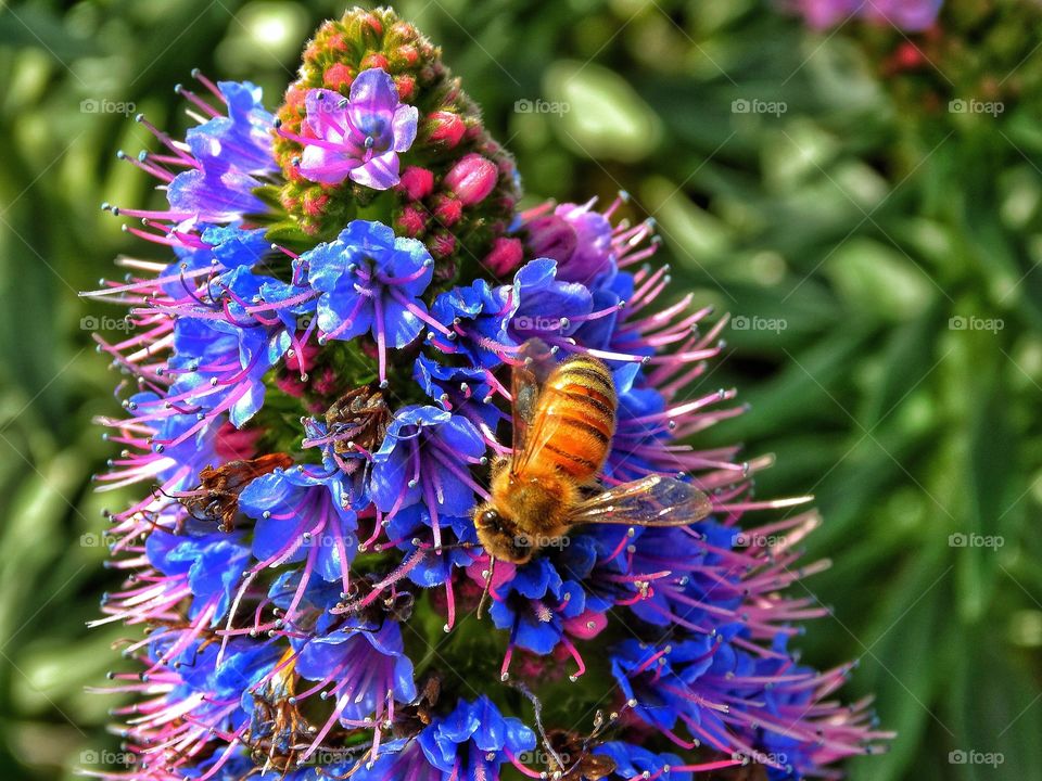 Close-up of bee on flowers