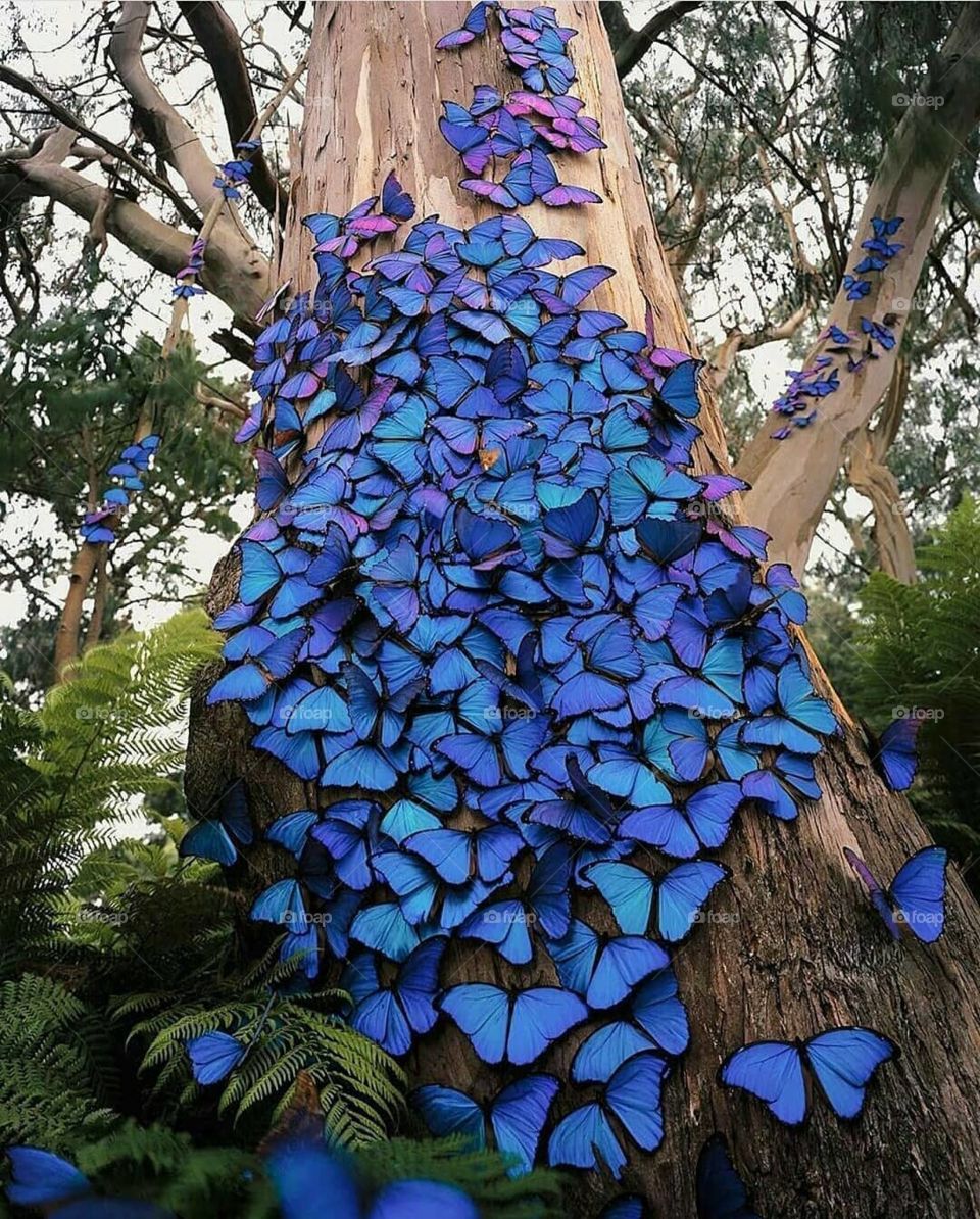 blue butterfly on a tree