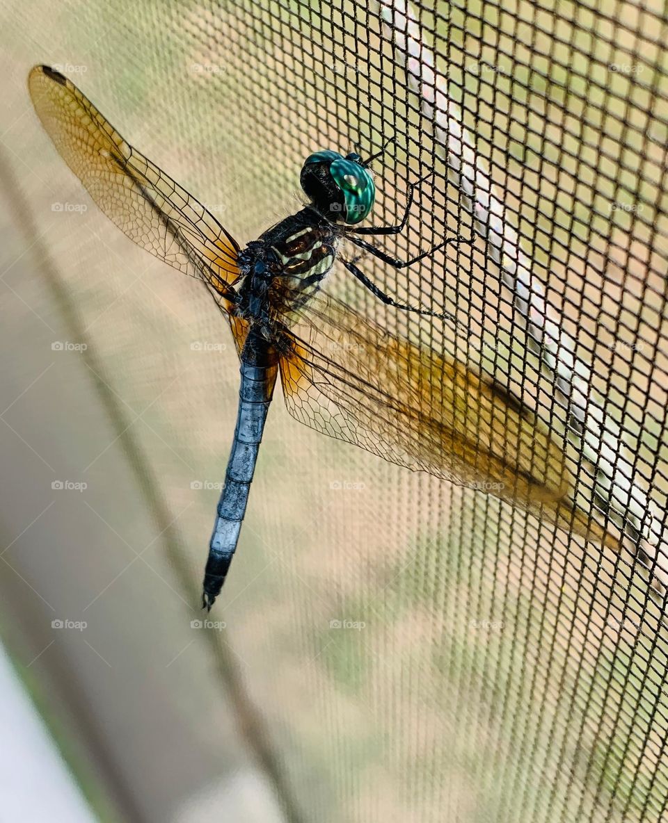 Young Beautiful Creature Sunbathing 