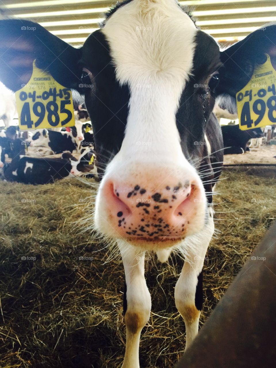 I'm ready for my close up. Fun at the farm