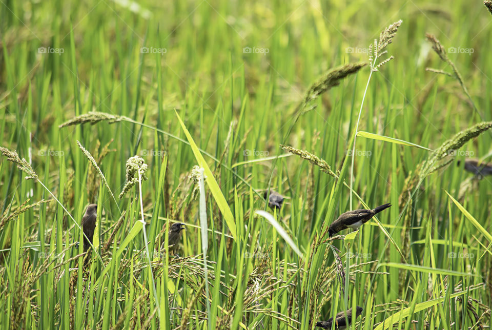 A bird eating on the trees in the field.