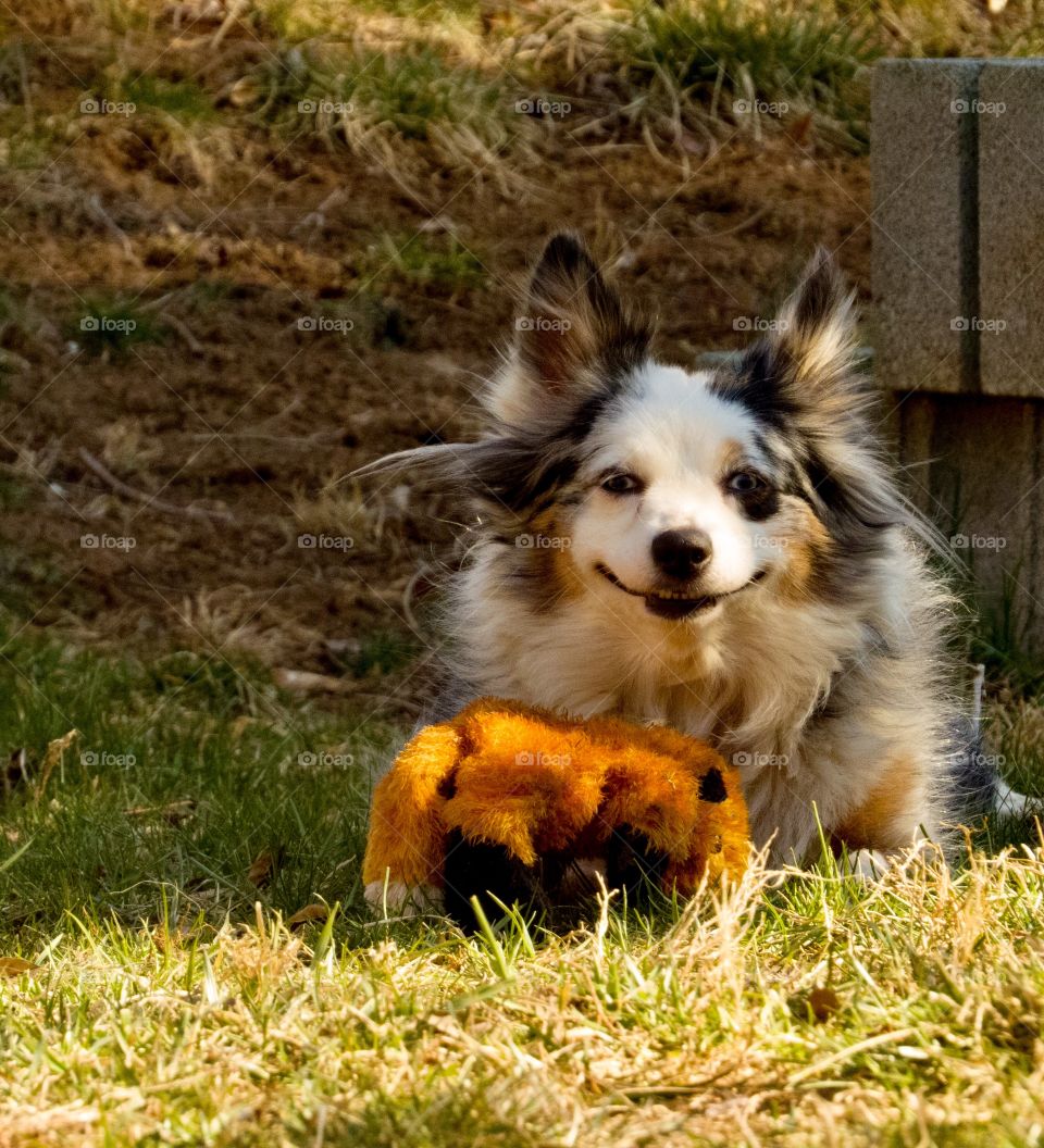 Blue Merle Australian Shepherd with her stuffed toy.