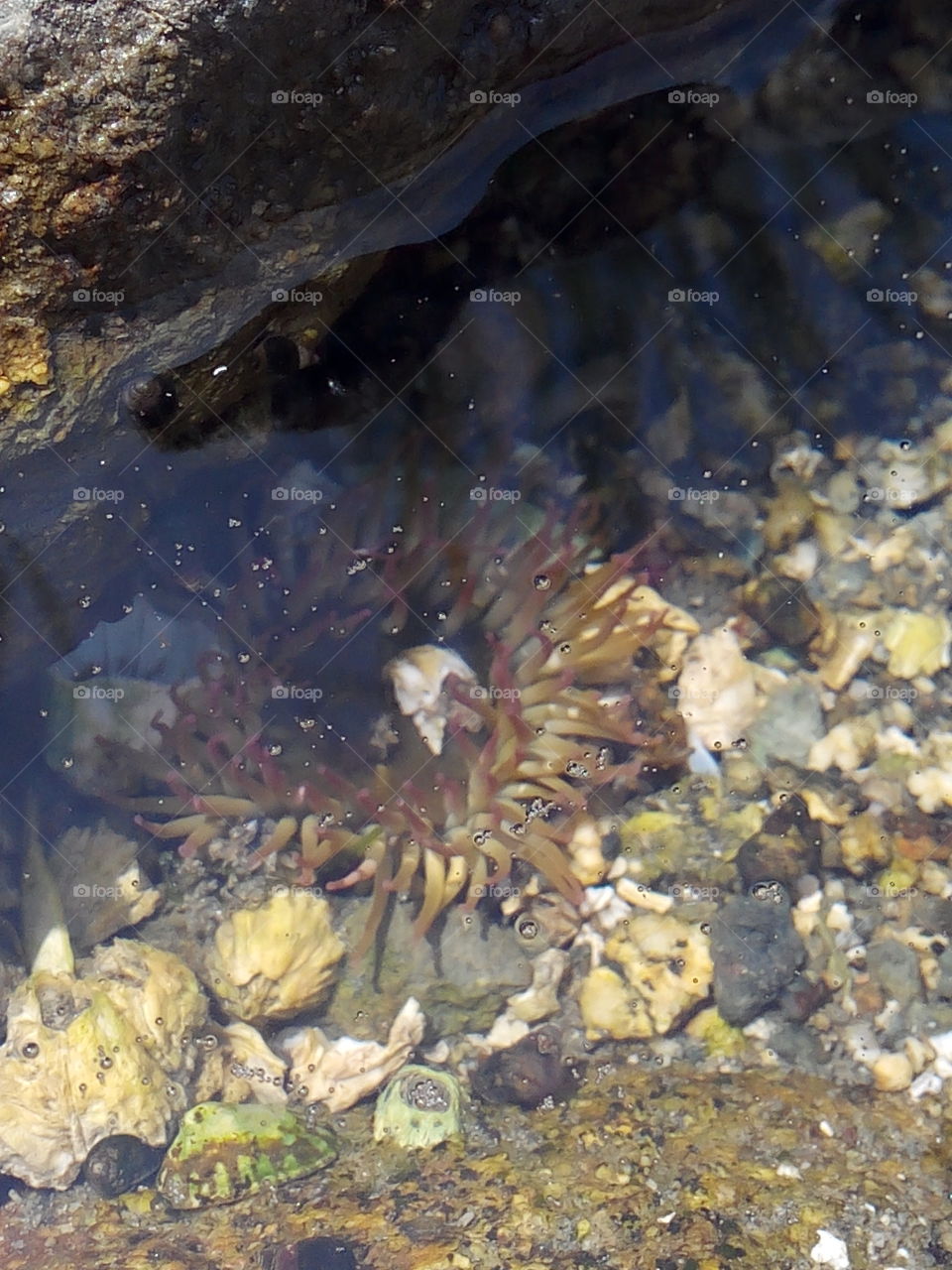 anemone at low tide