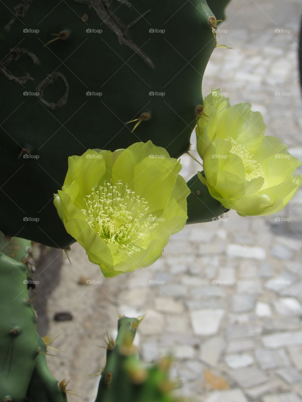 Até os espinhos são flores