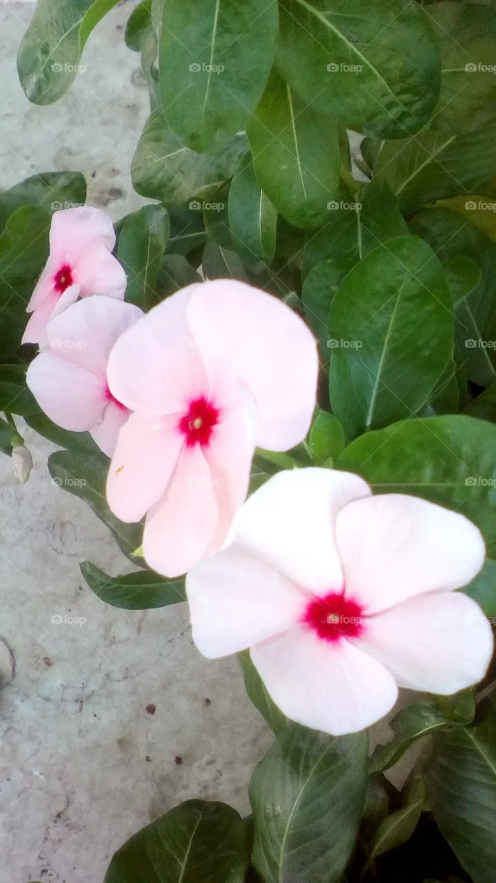 Flowers