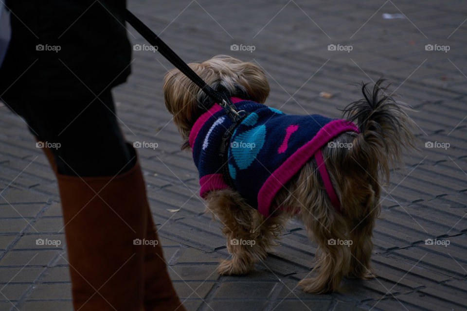 Perro vestido para protegerle del frío