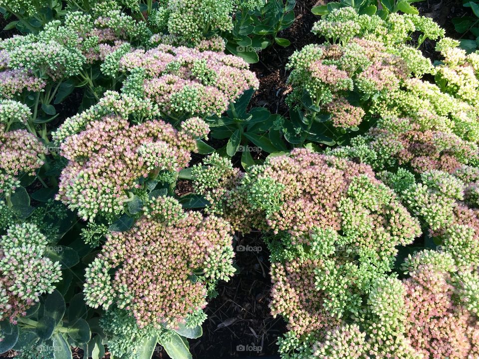 Sedum