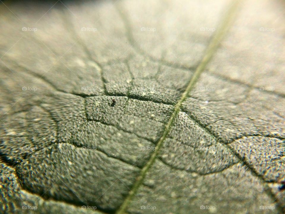 A leaf way  | Photo with iPhone 5S + Macro lens.