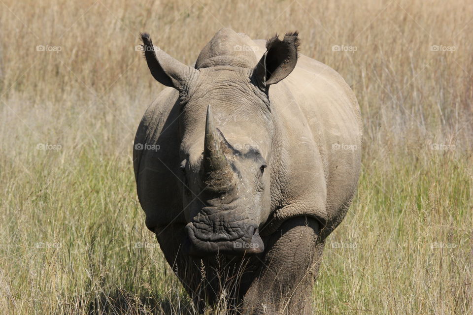 Rhino bull