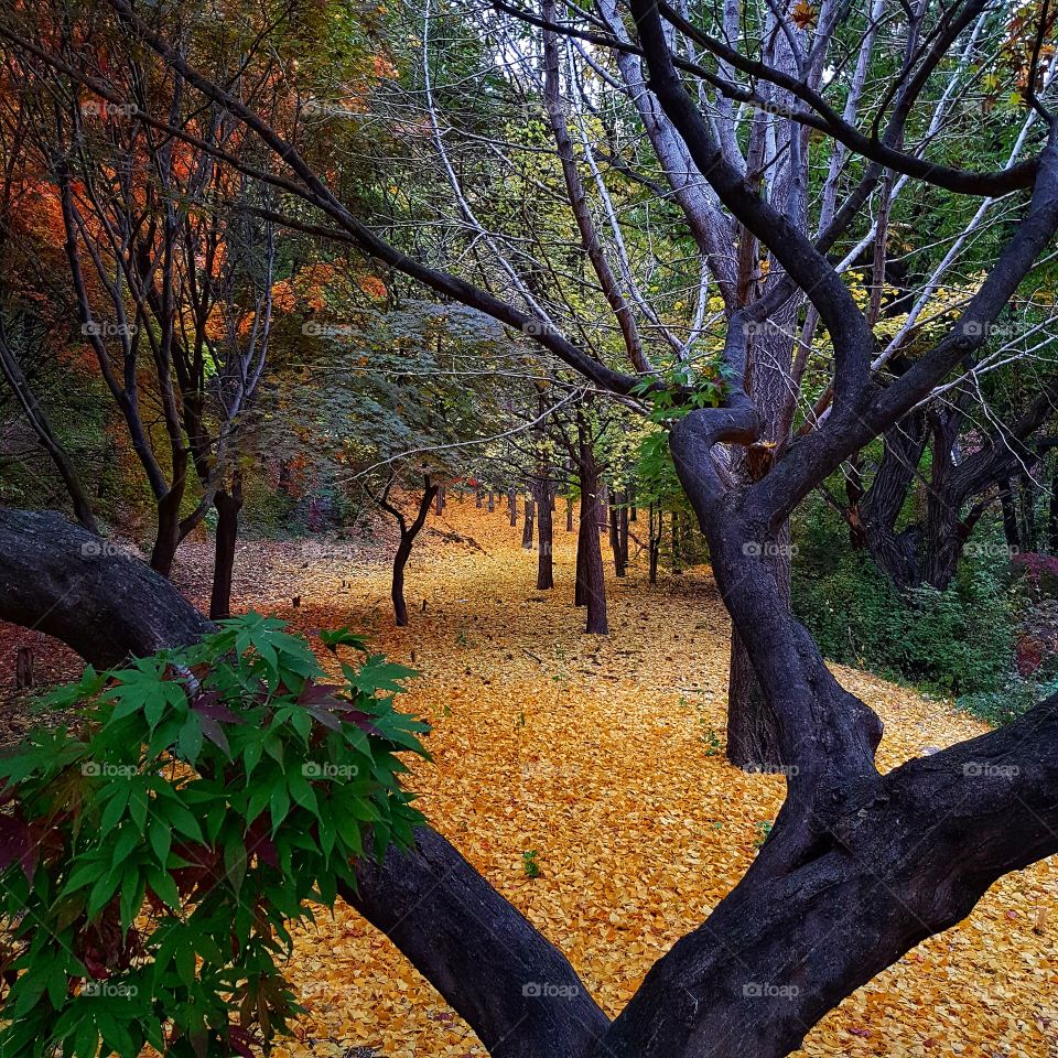 Autumn in the Florest  South Korea