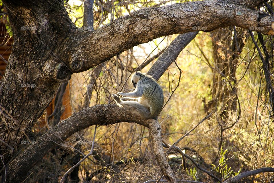 This monkey is one of my favourites. Busy having a snack off of his feet