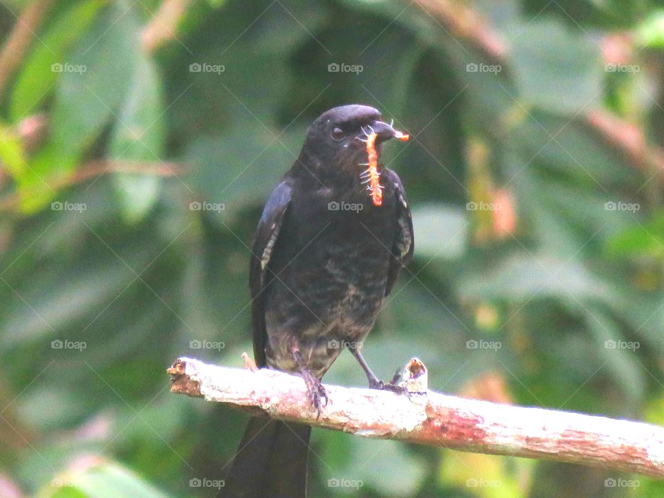 Bird, Wildlife, No Person, Outdoors, Nature