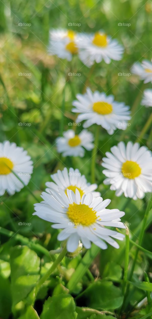 Spring flowers