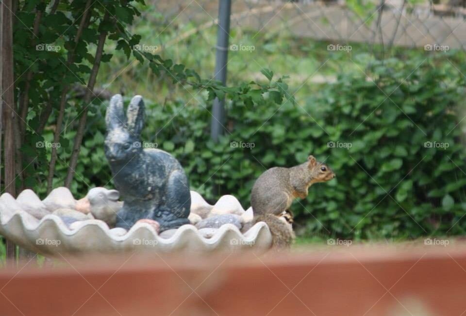 Squirrel birdbath