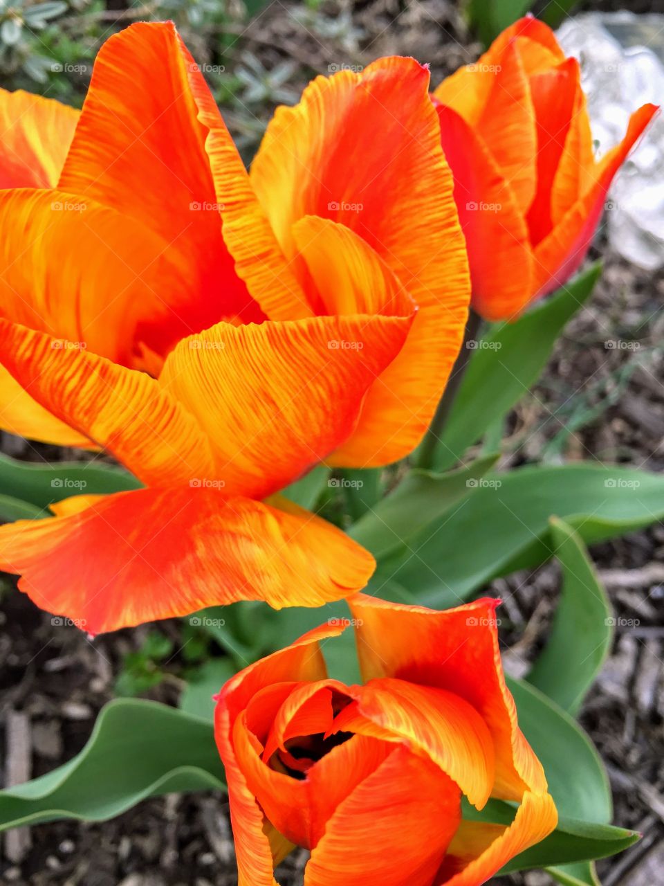 Tulips