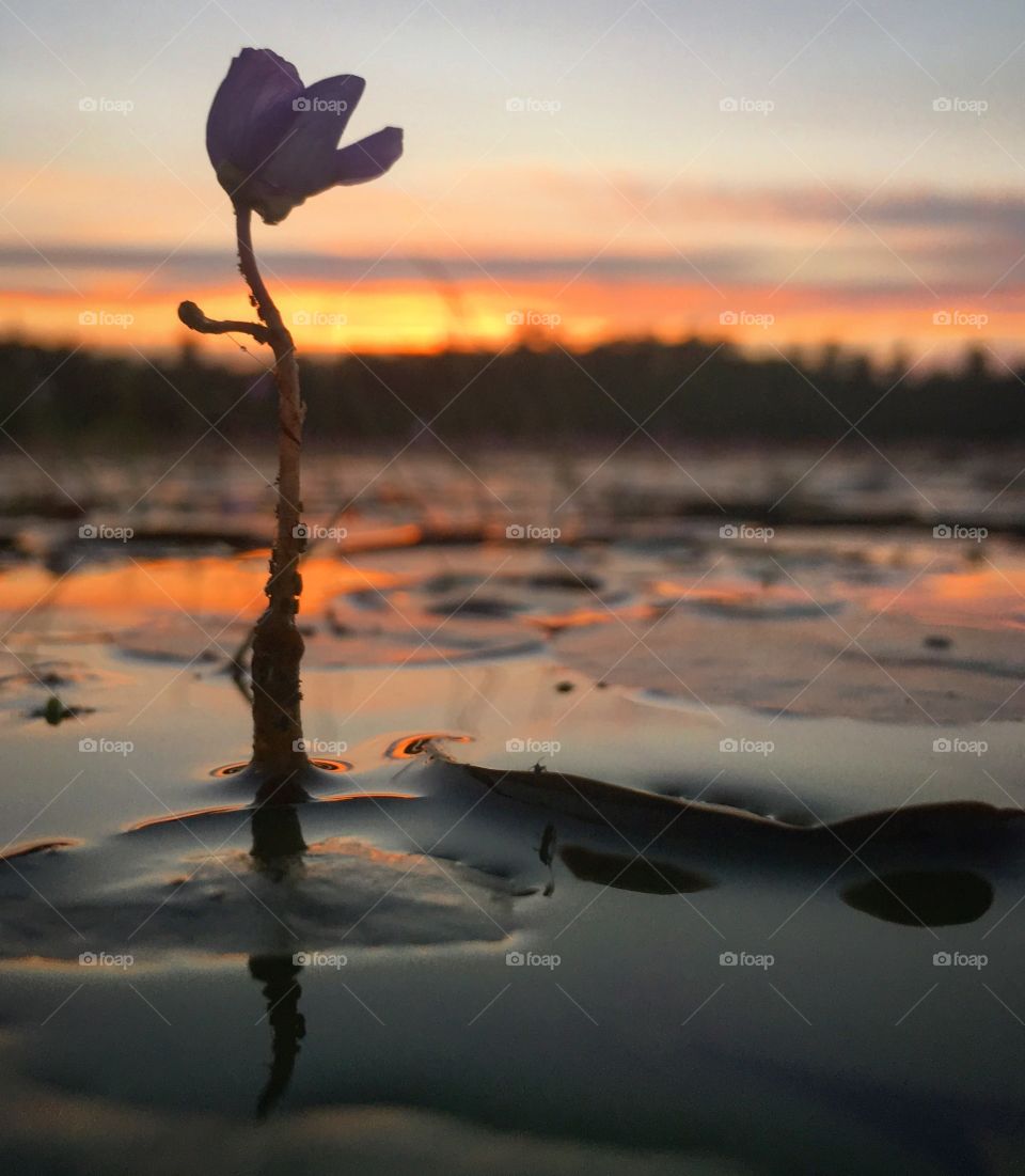 Water flower