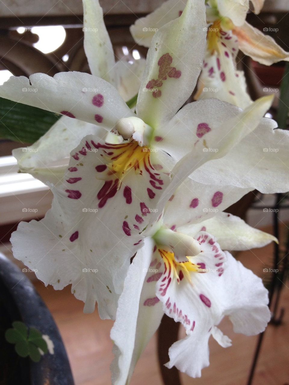 Ruffle Orchids
