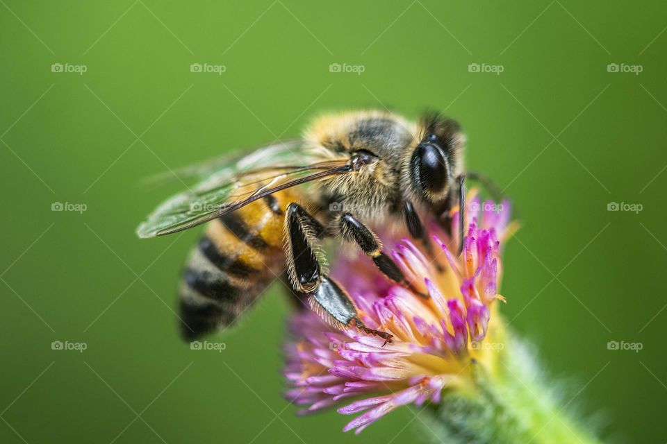 Bee on flower in nature.Macro shallow depth of field