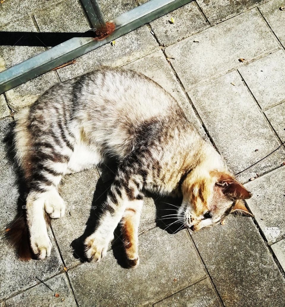 Cat on the rest line click