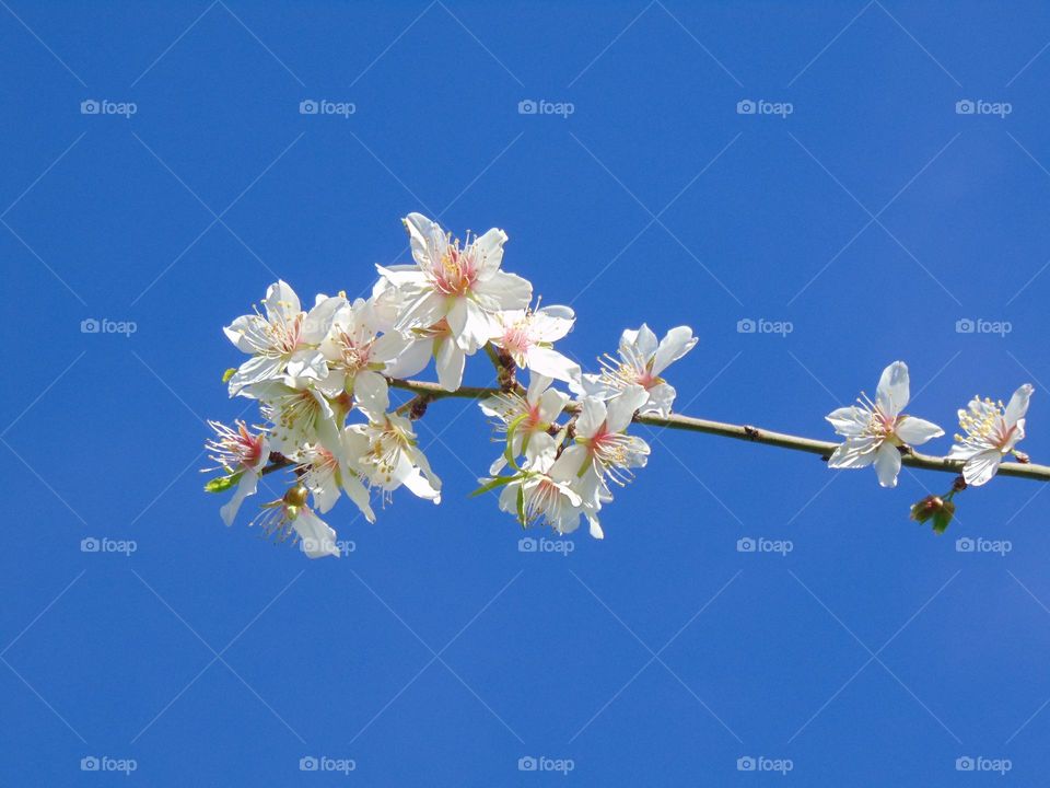 White flowers of blooming tree