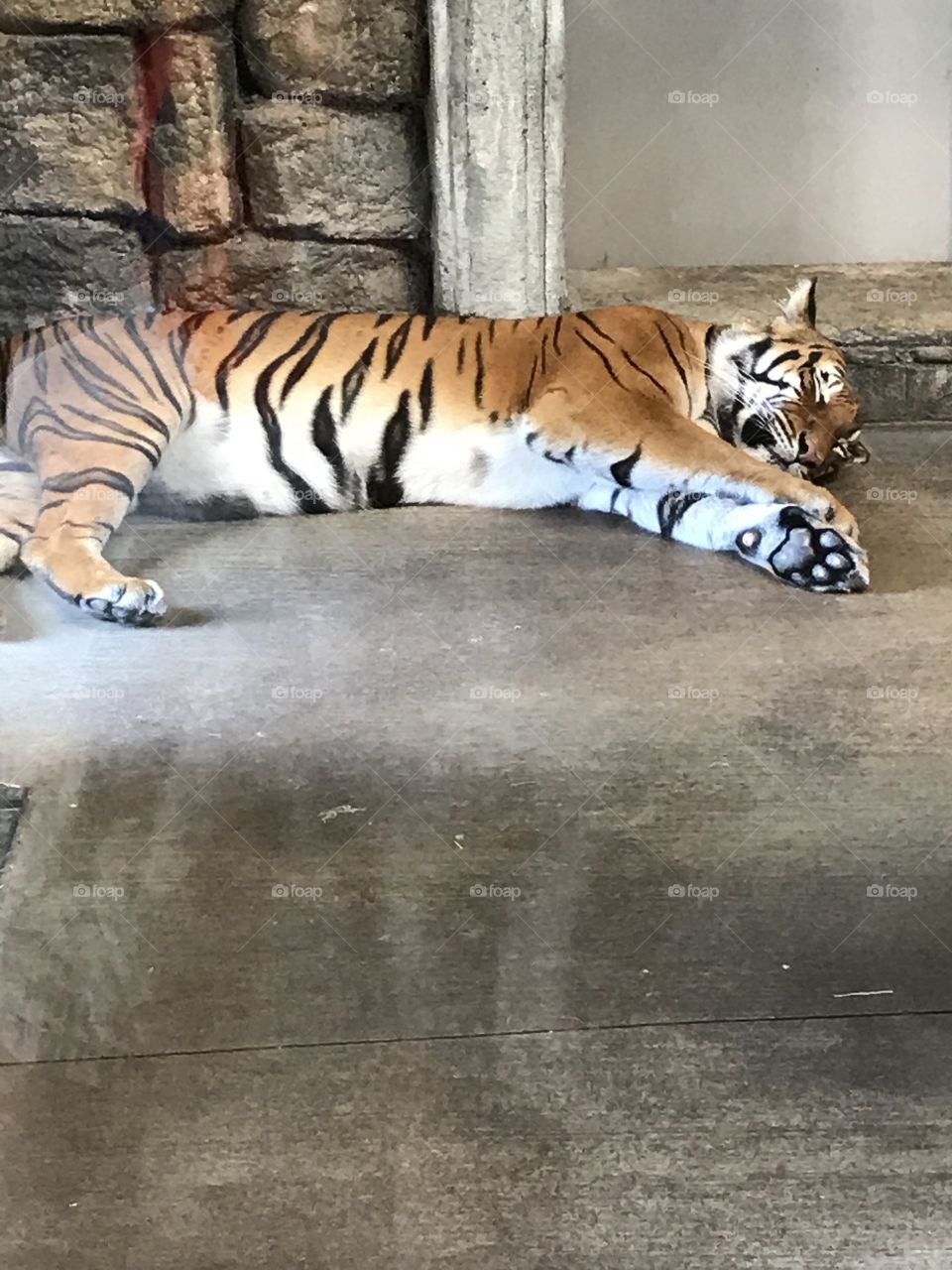 Tiger napping