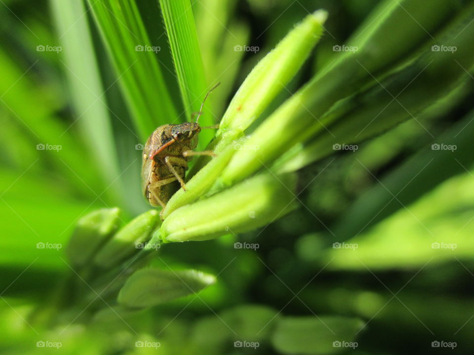 color green