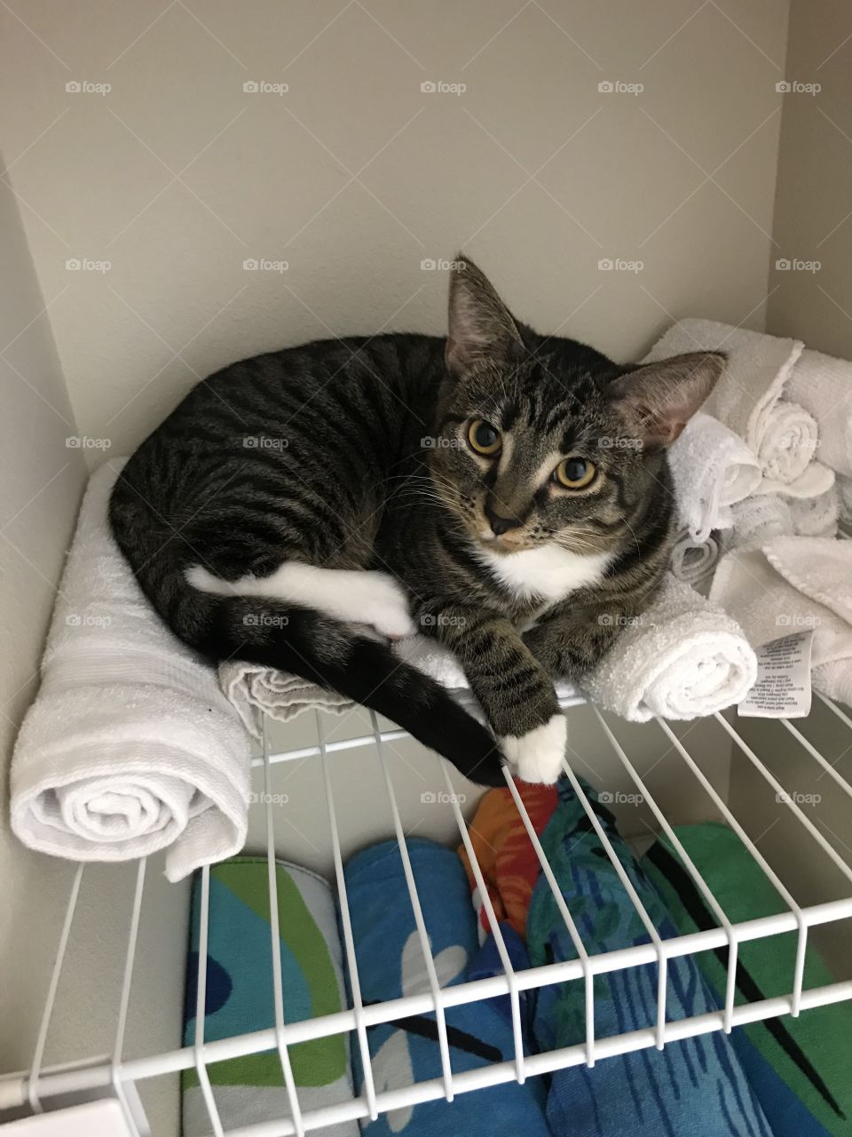 Tabby cat laying on white towels. 