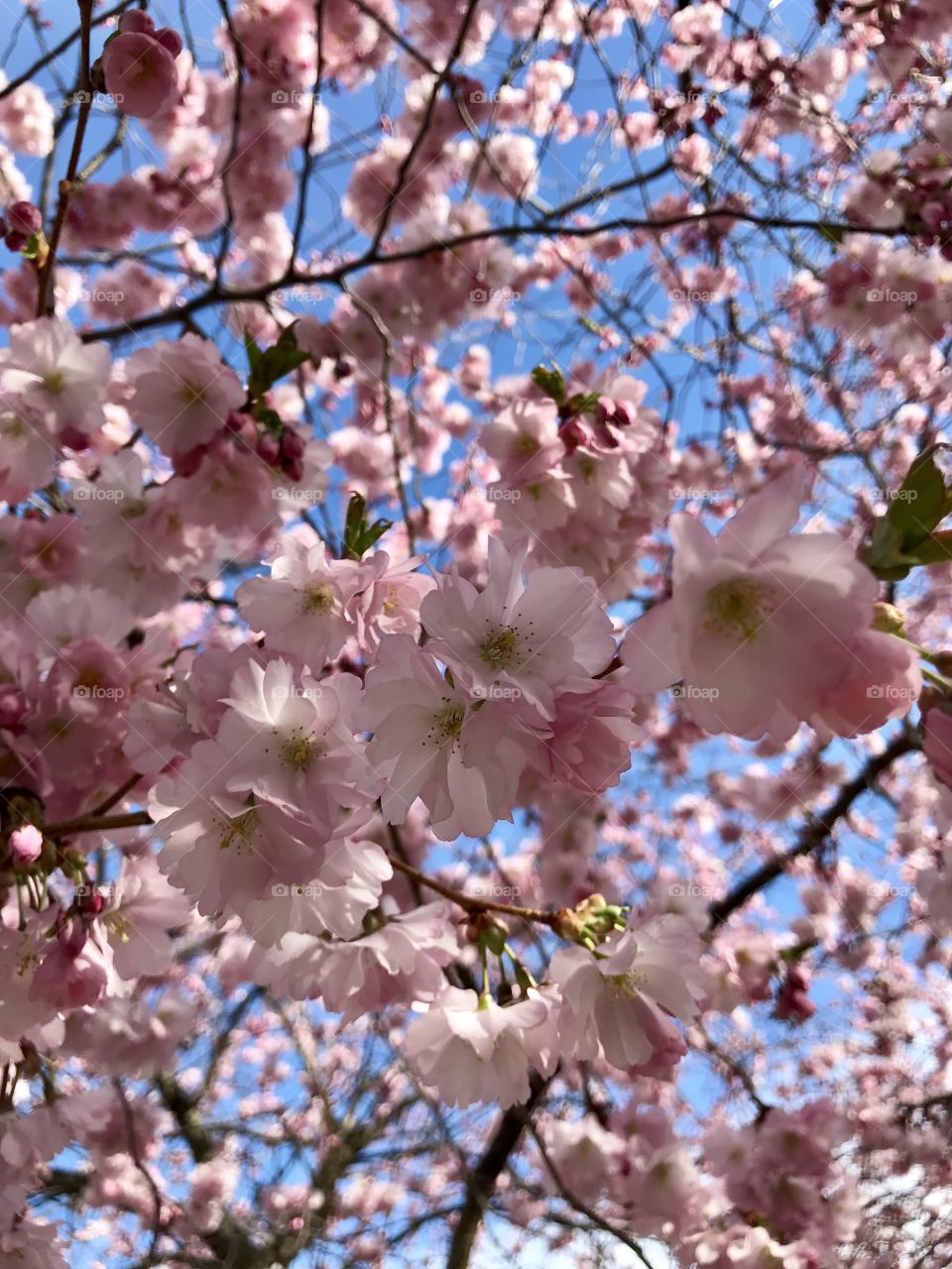 Cherry blossom