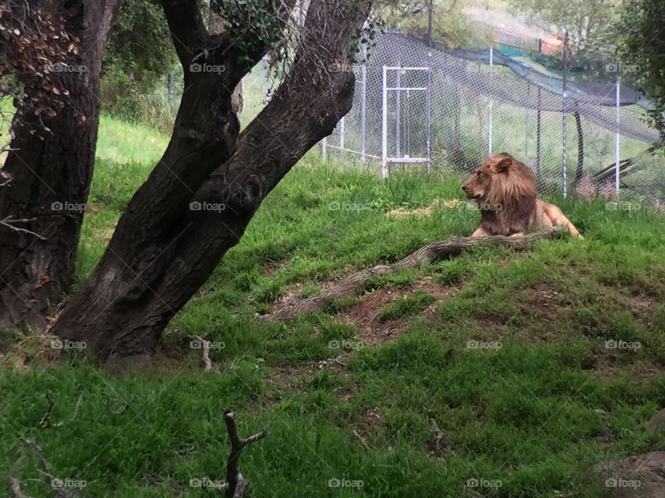 Lion at zoo 