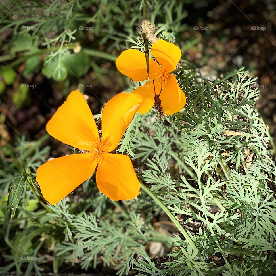 Goldmohn