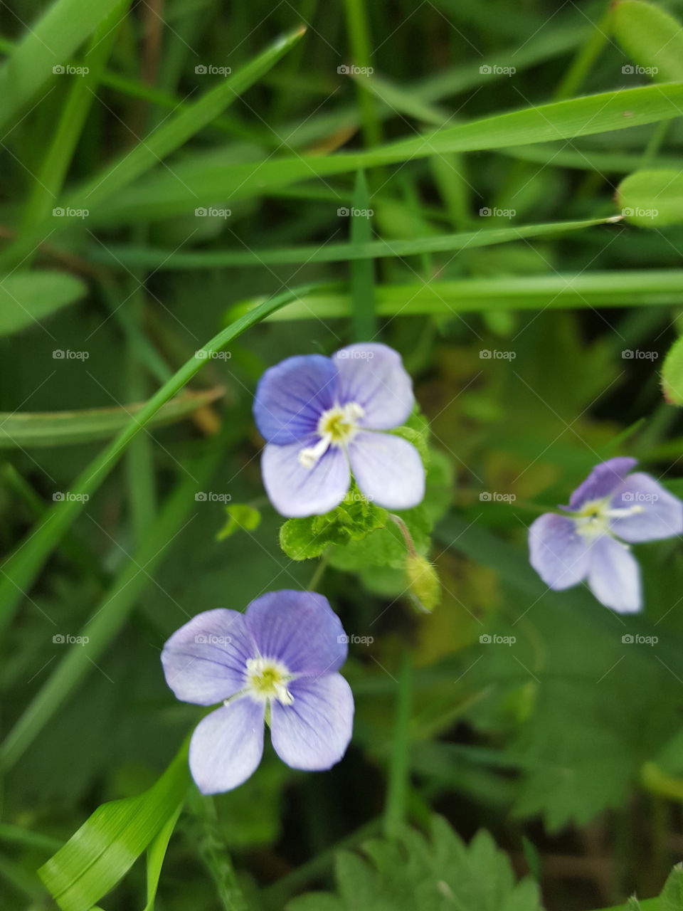 blue flowers