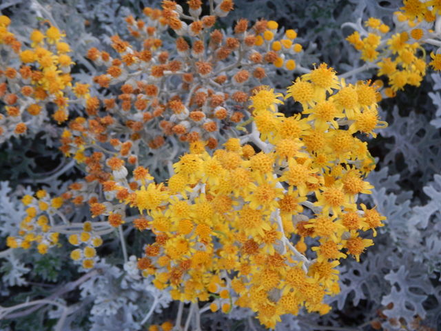 Yellow blooms