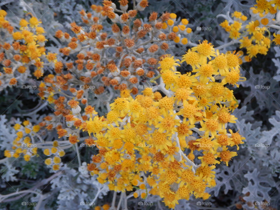 Yellow blooms