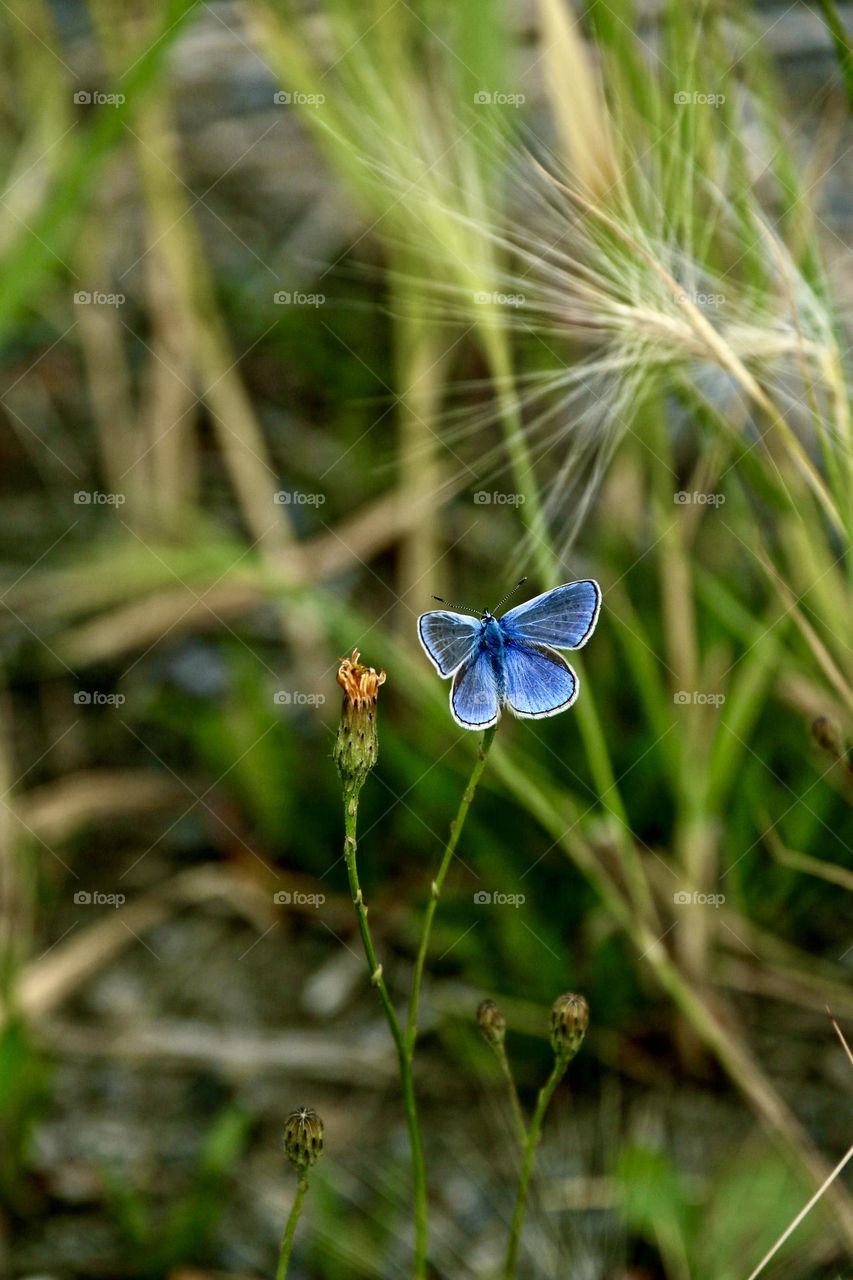 Baby blue coloured butterfly atop a wildflower outdoors, known as the common blue butterfly or European common blue, (Polyommatus icarus), Lycaenidae, Polyommatinae, lepidoptera, Animalia kingdom, species P.icarus