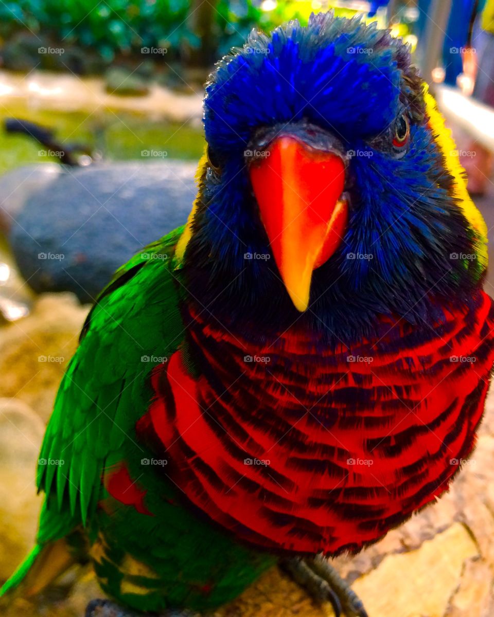 Portrait of a lorikeet parrot