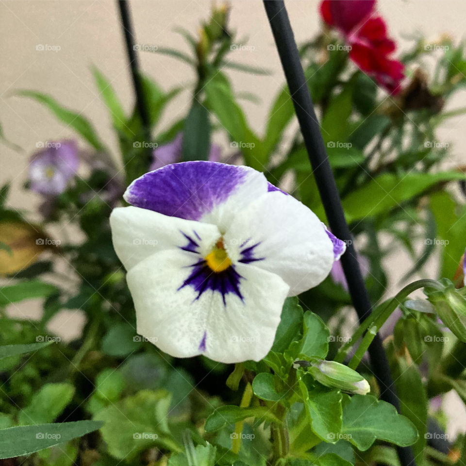 🌹 🇺🇸 Very beautiful flowers to brighten our day.  Live nature and its beauty. Did you like the delicate petals? / 🇧🇷 Flores muito bonitas para alegrar nosso dia. Viva a natureza e sua beleza. Gostaram das pétalas delicadas? 