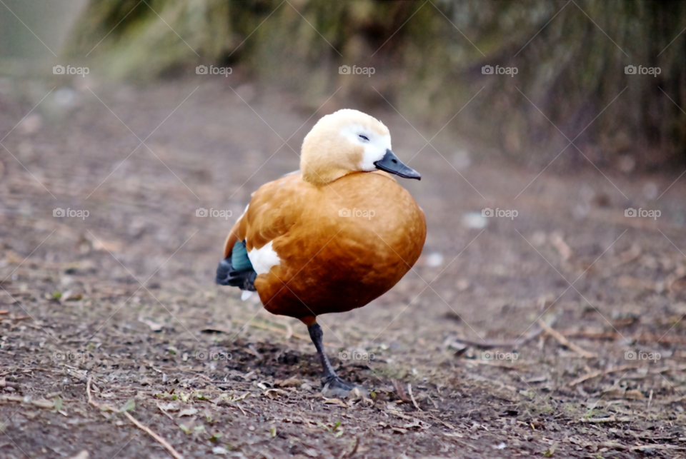 birds one leg by AS74