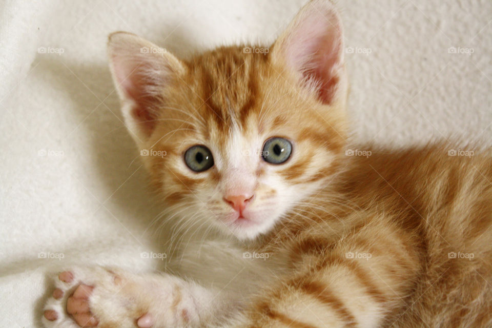 Ginger male kitten