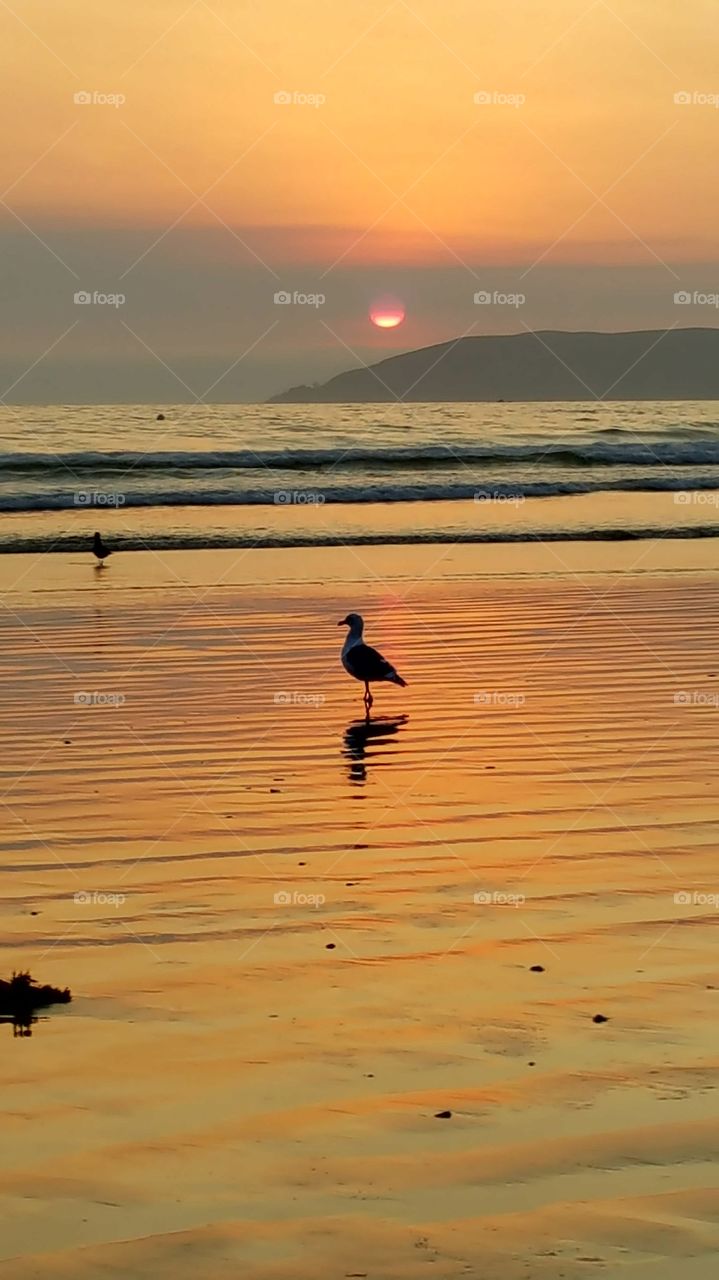 Pismo Beach sunset, seagull, silhouette