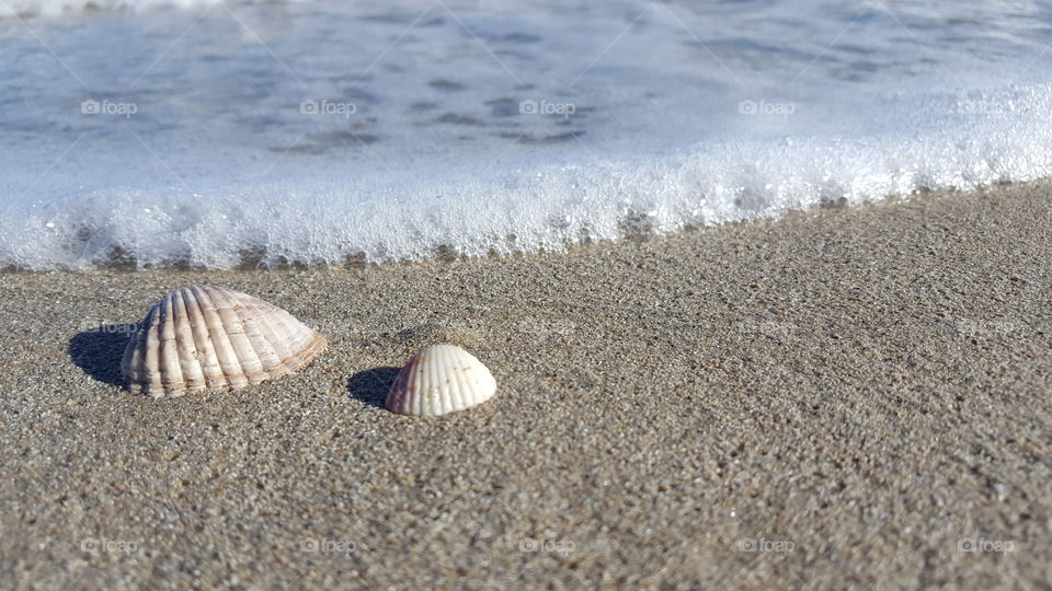 seashells